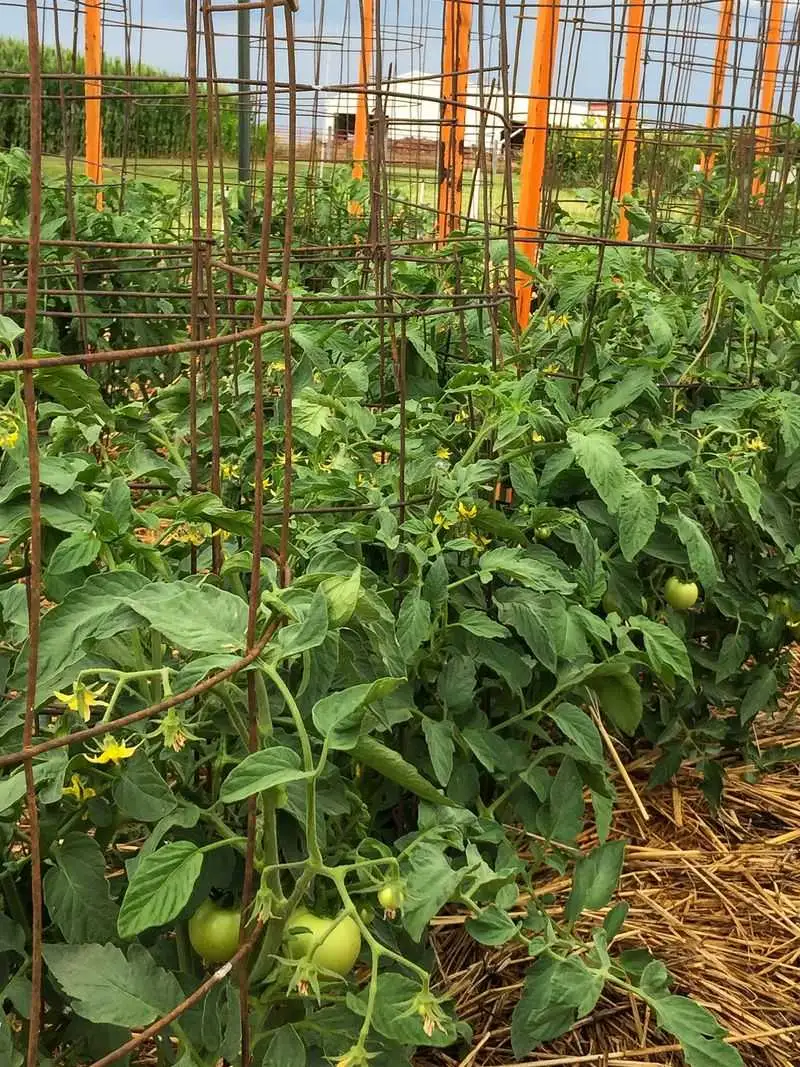Stake Tall Plants