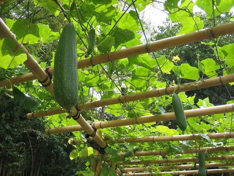 Train the Vines