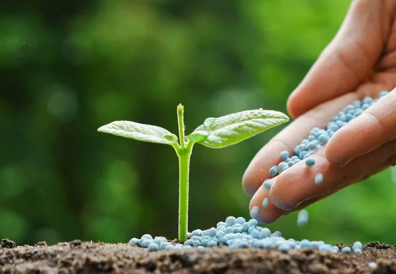 Fertilize for Growth