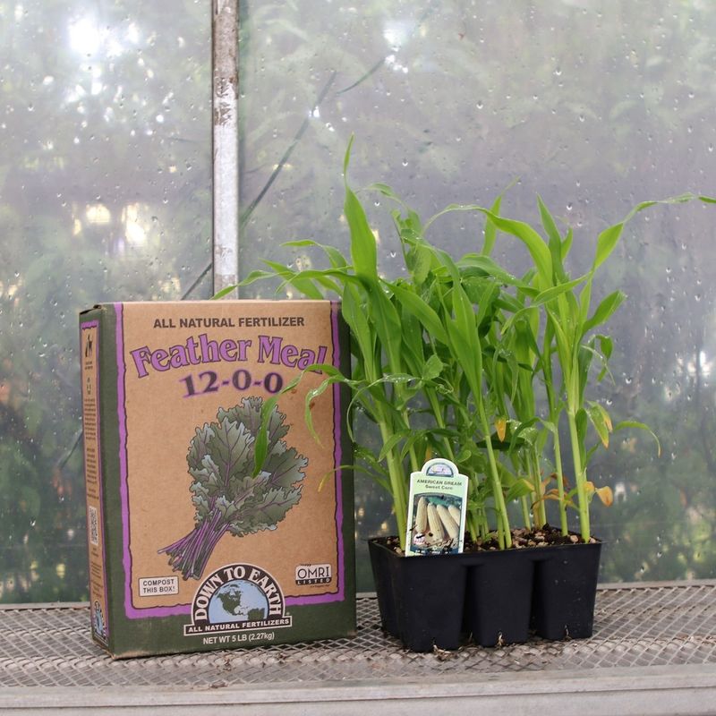 Fertilize for Strong Growth
