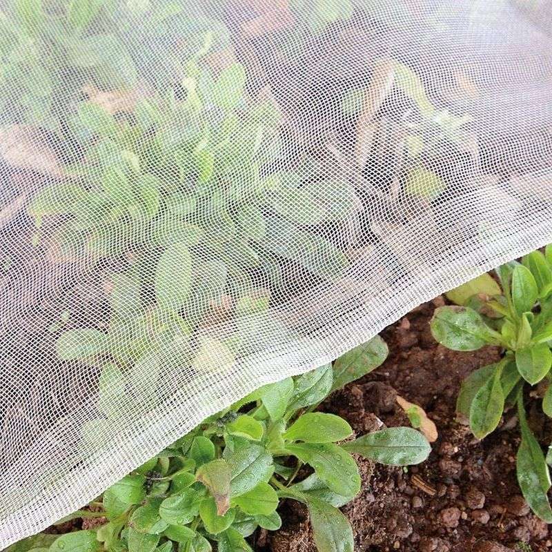 Neglecting Pest Barriers