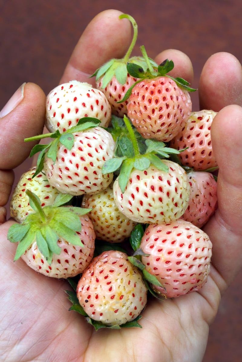 Fertilizing Pineberries
