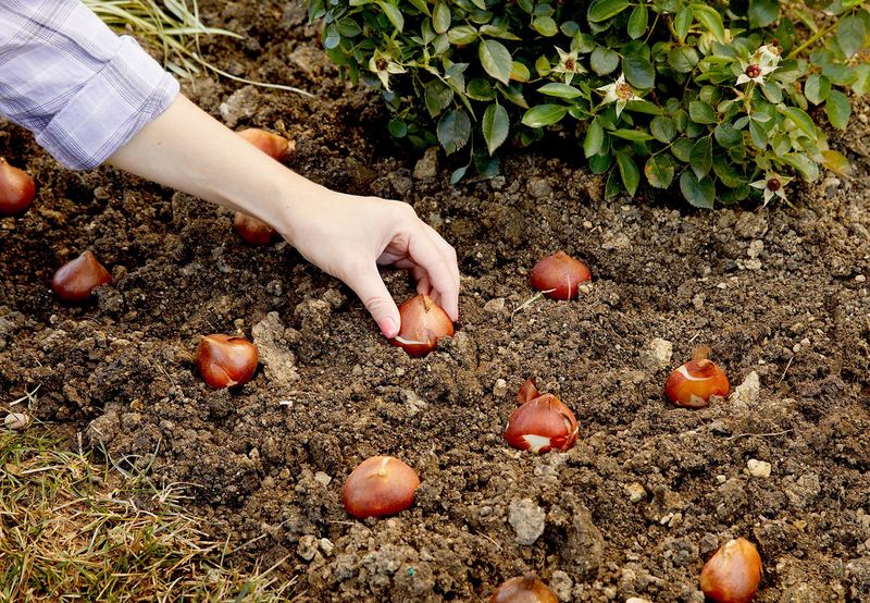 Planting Bulbs in Spring