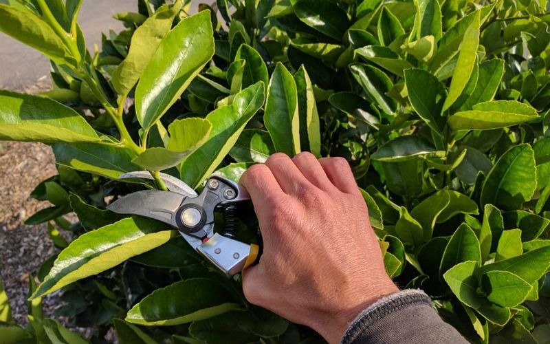 Pruning Practices