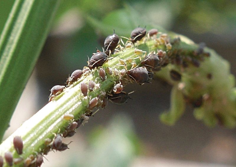 Protection from Pests and Diseases