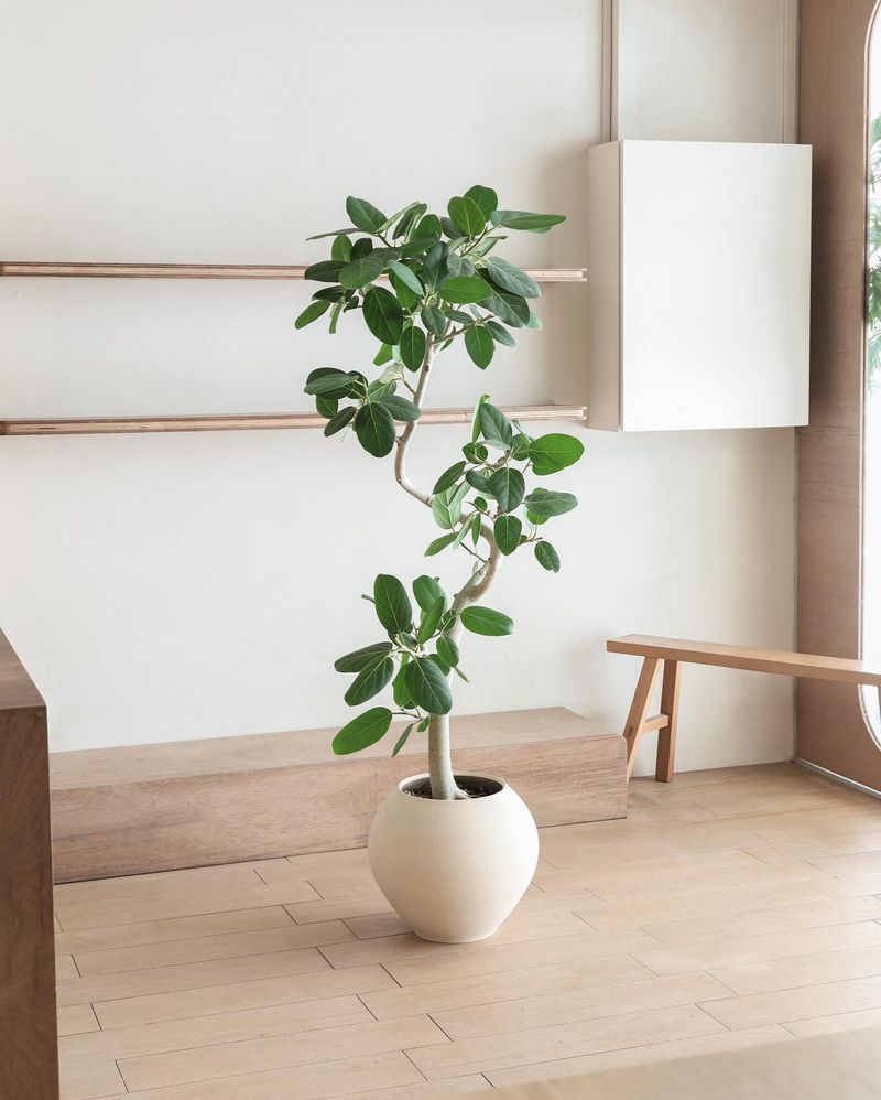 Ficus Audrey