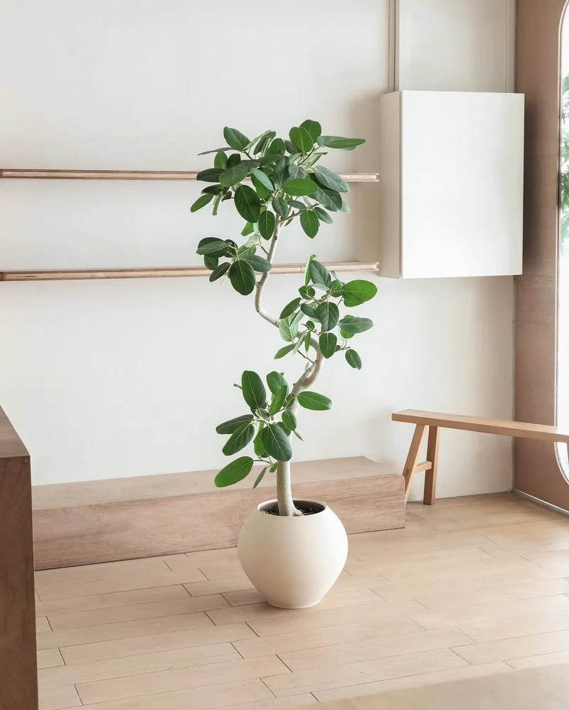 Ficus Audrey