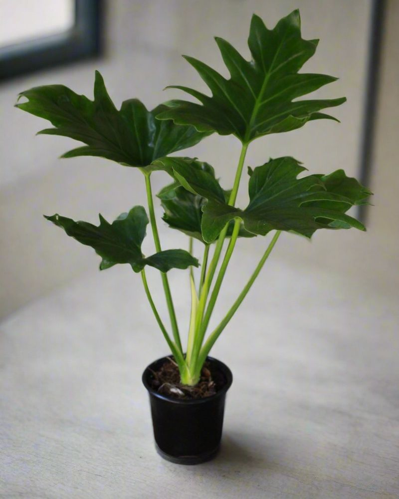 Philodendron