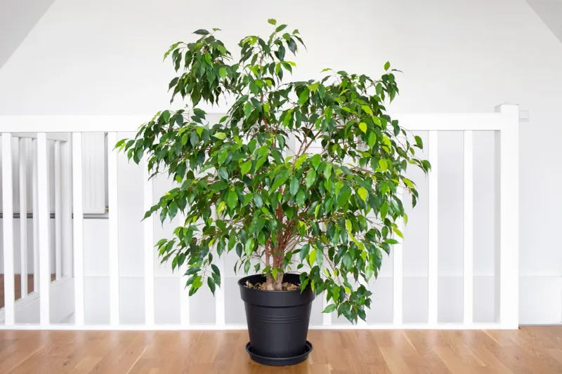 Ficus Tree
