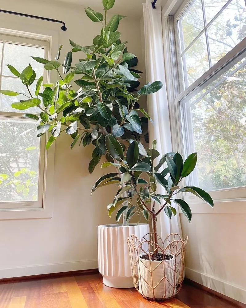 Ficus