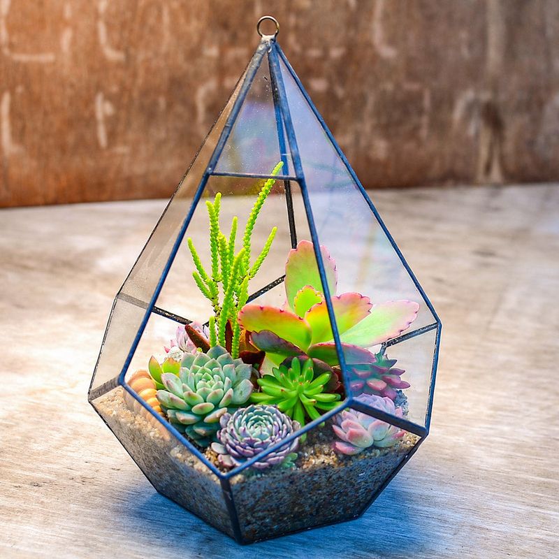 Succulents