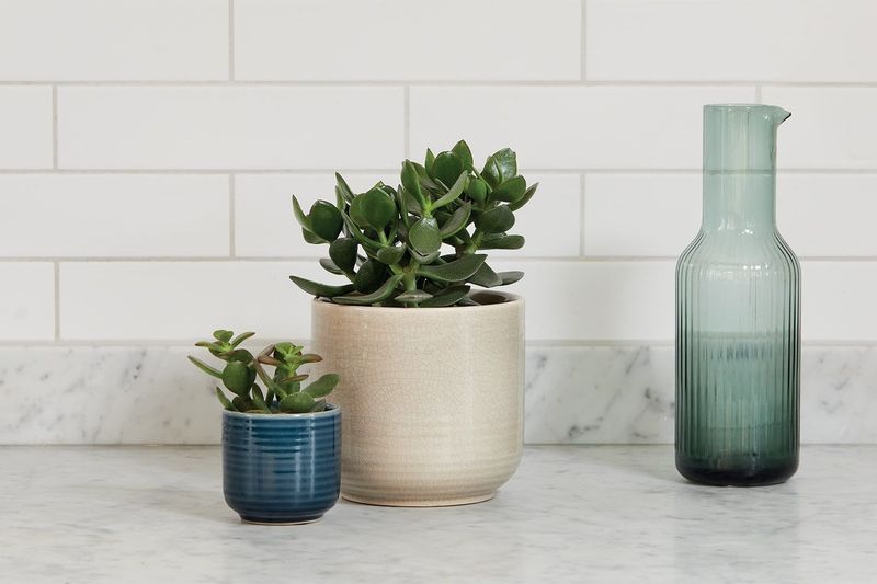 Succulents