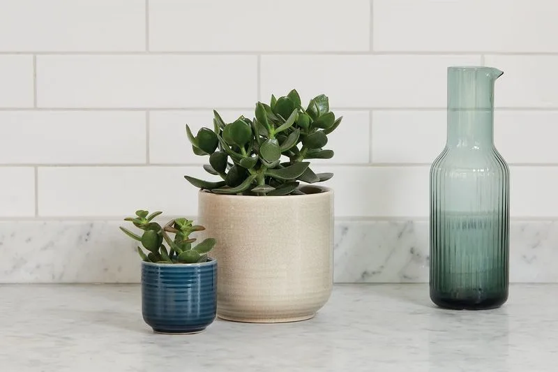 Succulents