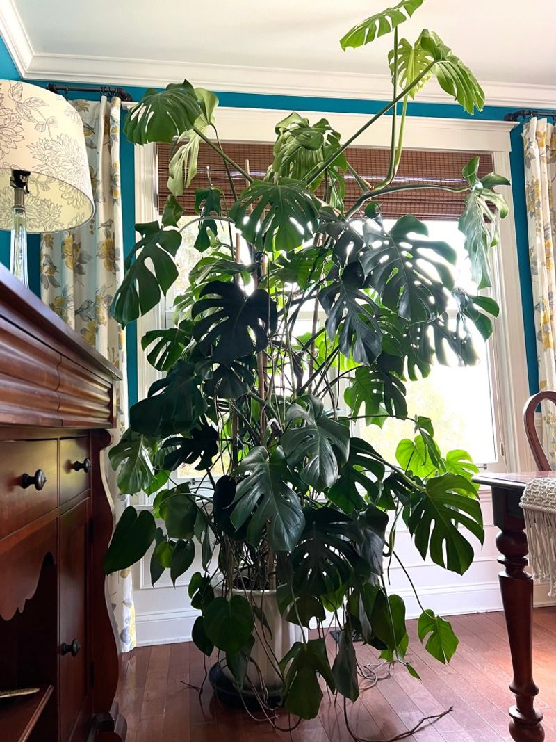 Monstera Deliciosa
