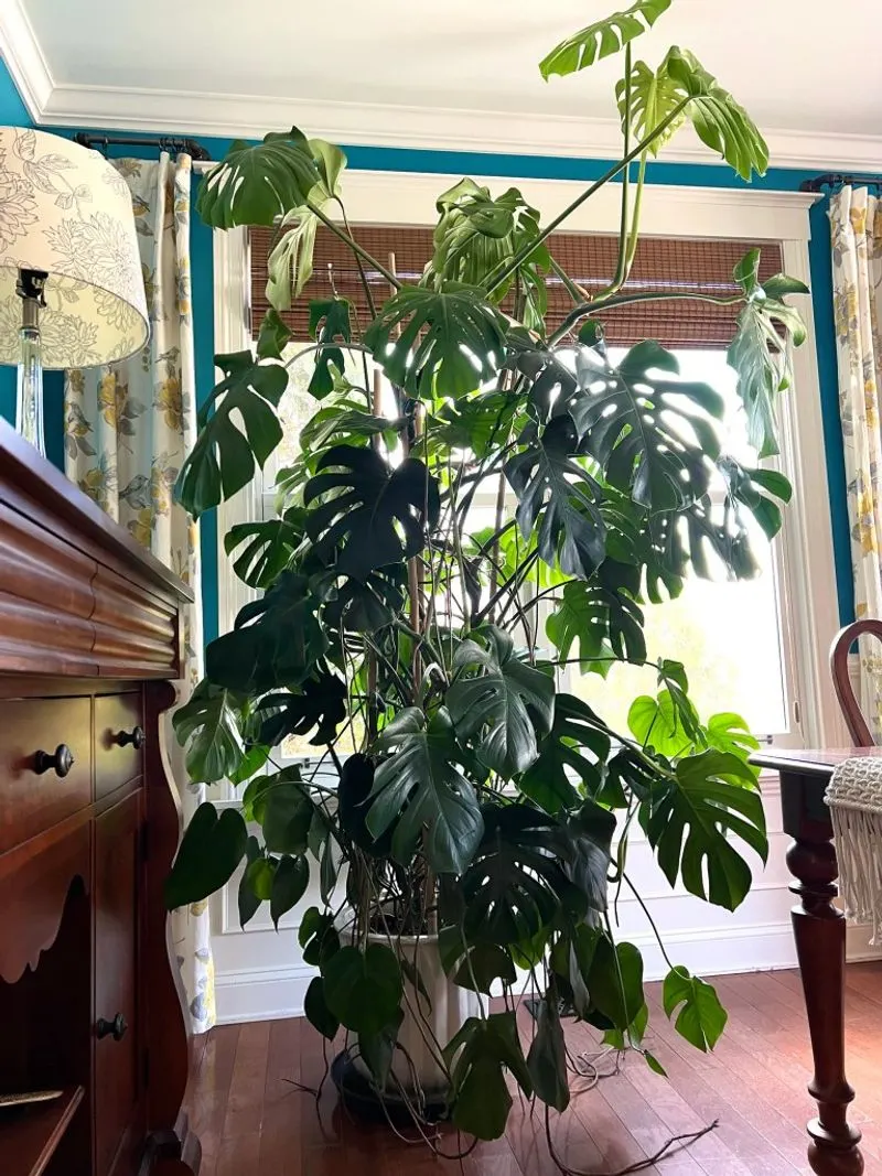Monstera Deliciosa