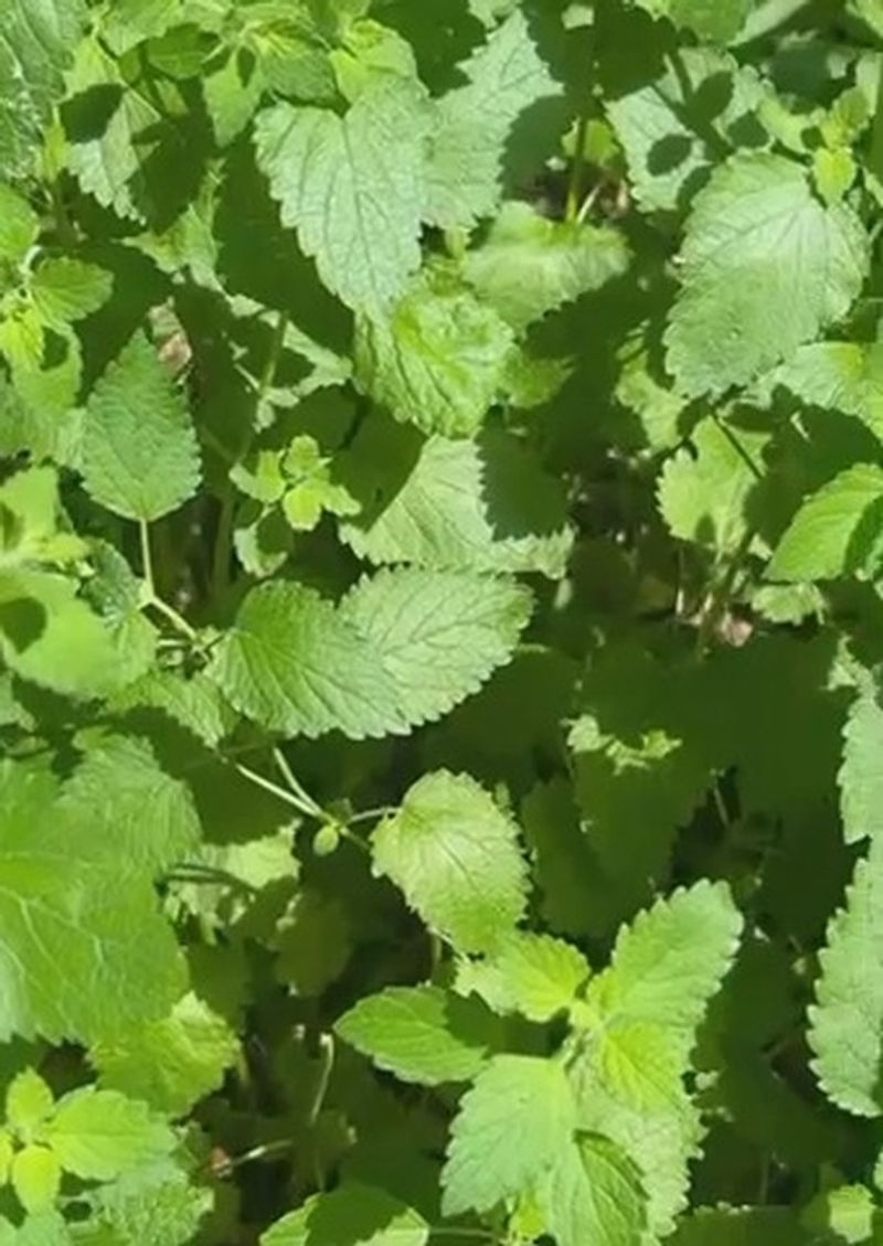 Lemon Balm