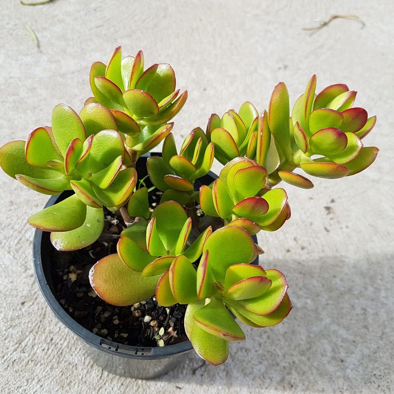 Jade Plant