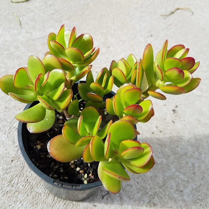 Jade Plant