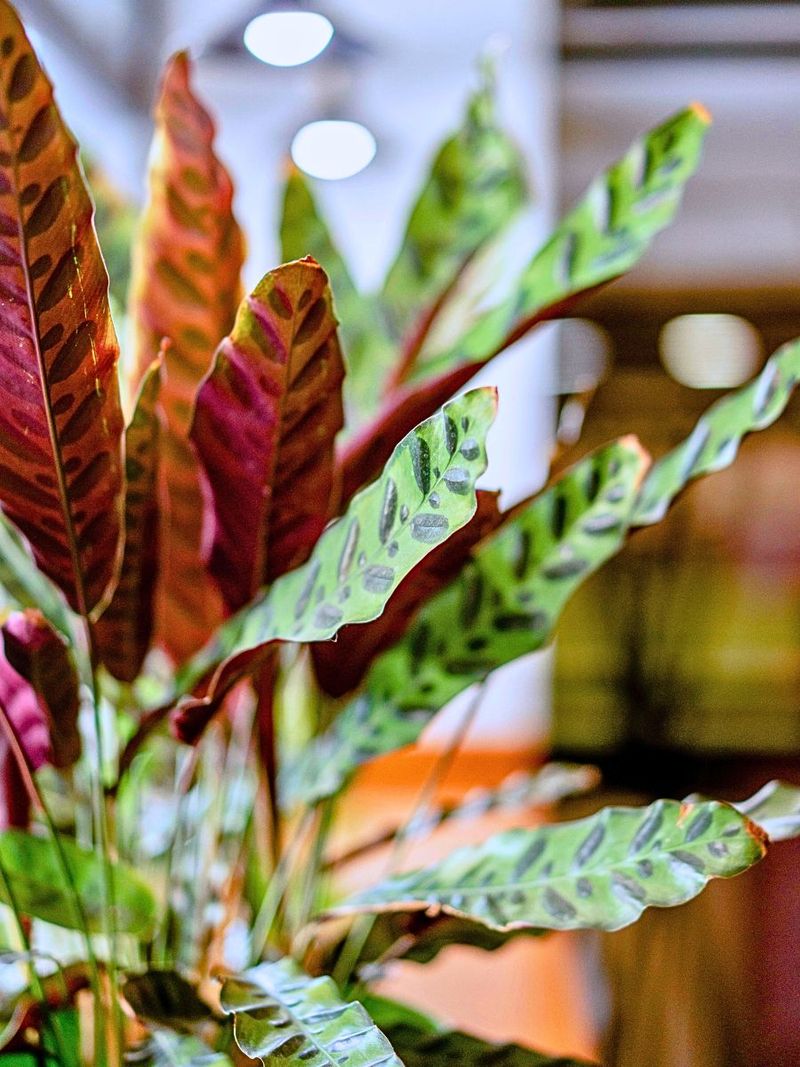 Rattlesnake Plant