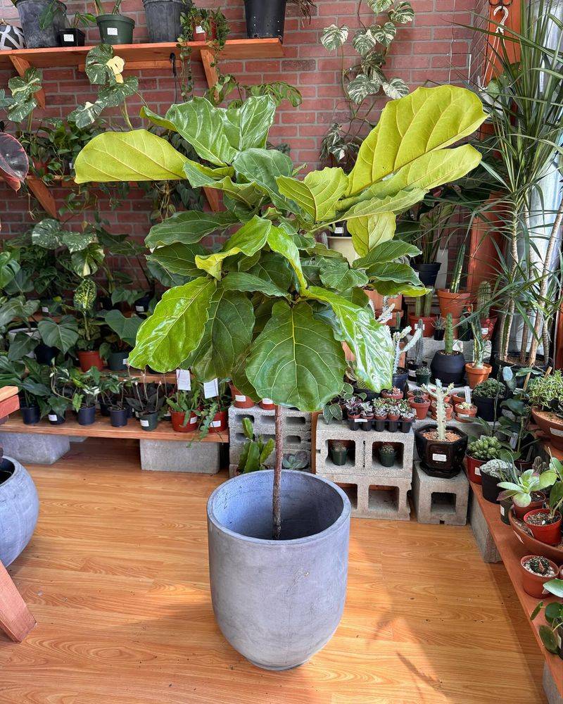 Fiddle Leaf Fig