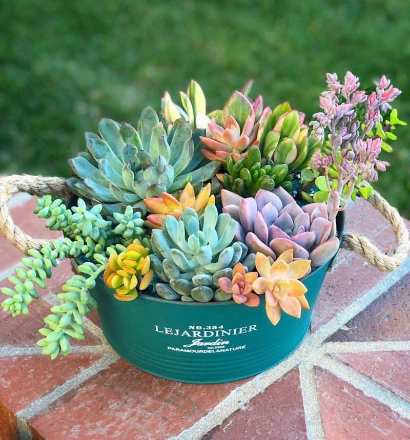 Succulents