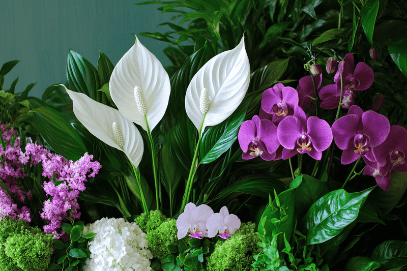 Orchid vs. Peace Lily