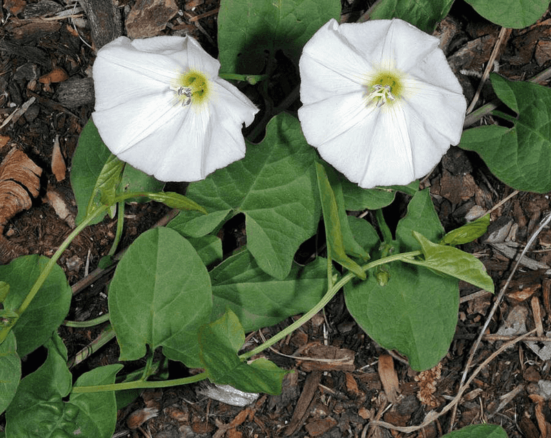Field Bindweed