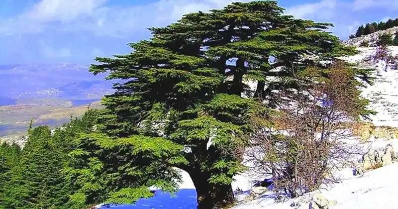 Cedar of Lebanon