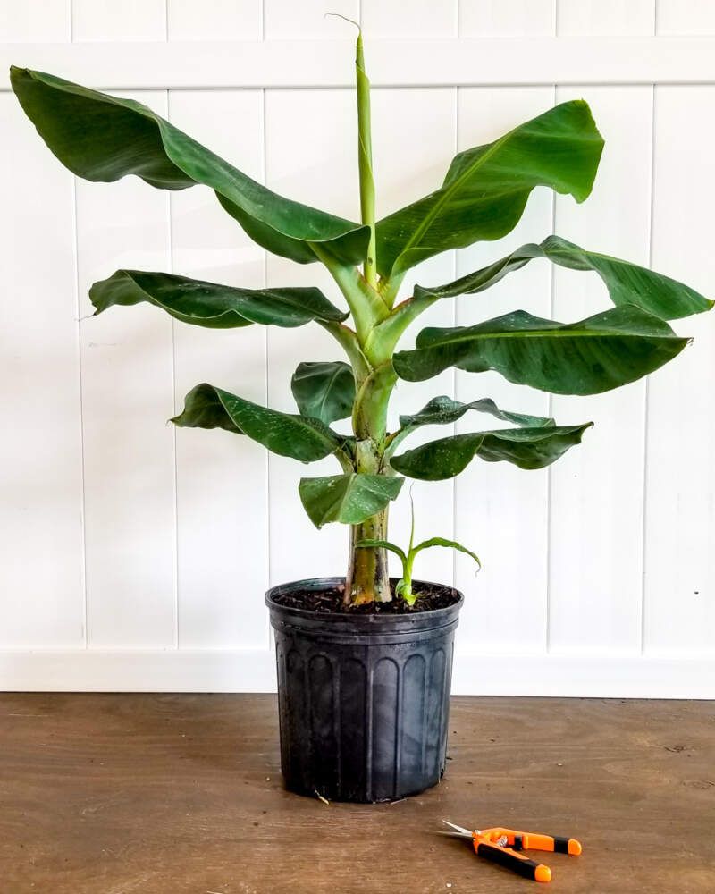 Dwarf Cavendish Banana