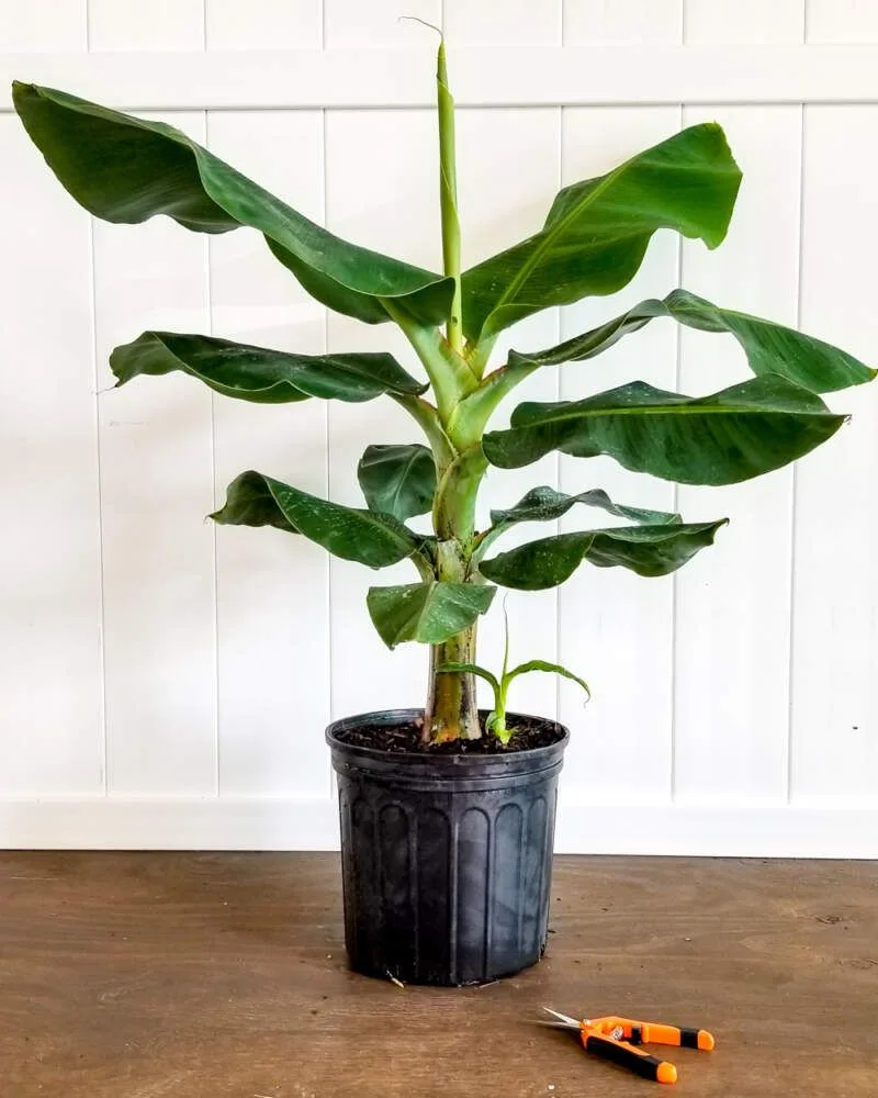 Dwarf Cavendish Banana