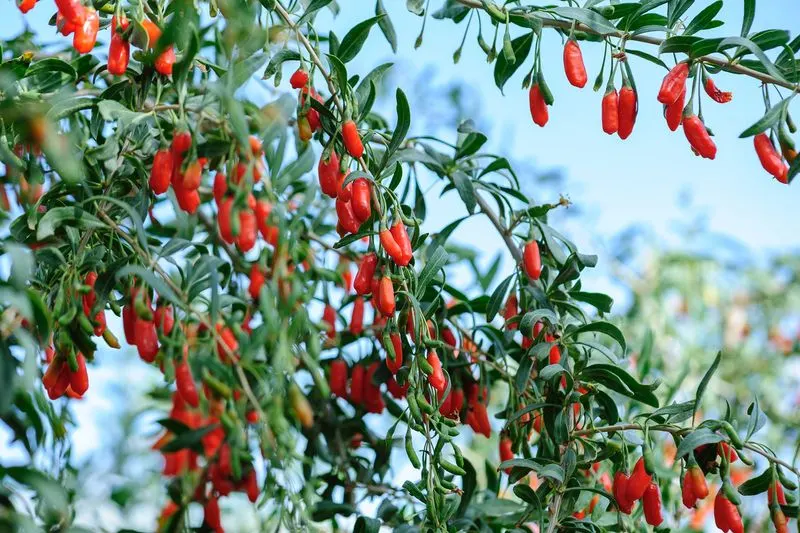 Goji Berries