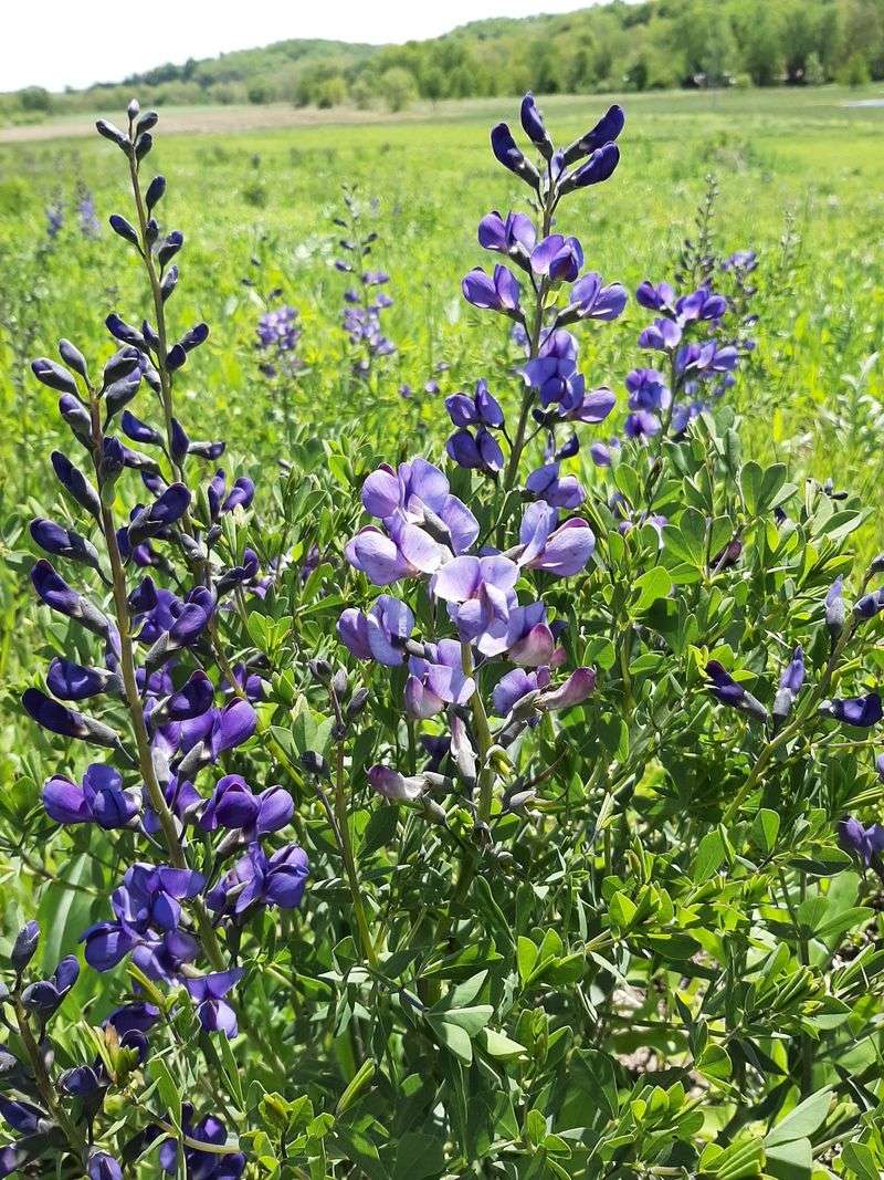 Blue Wild Indigo
