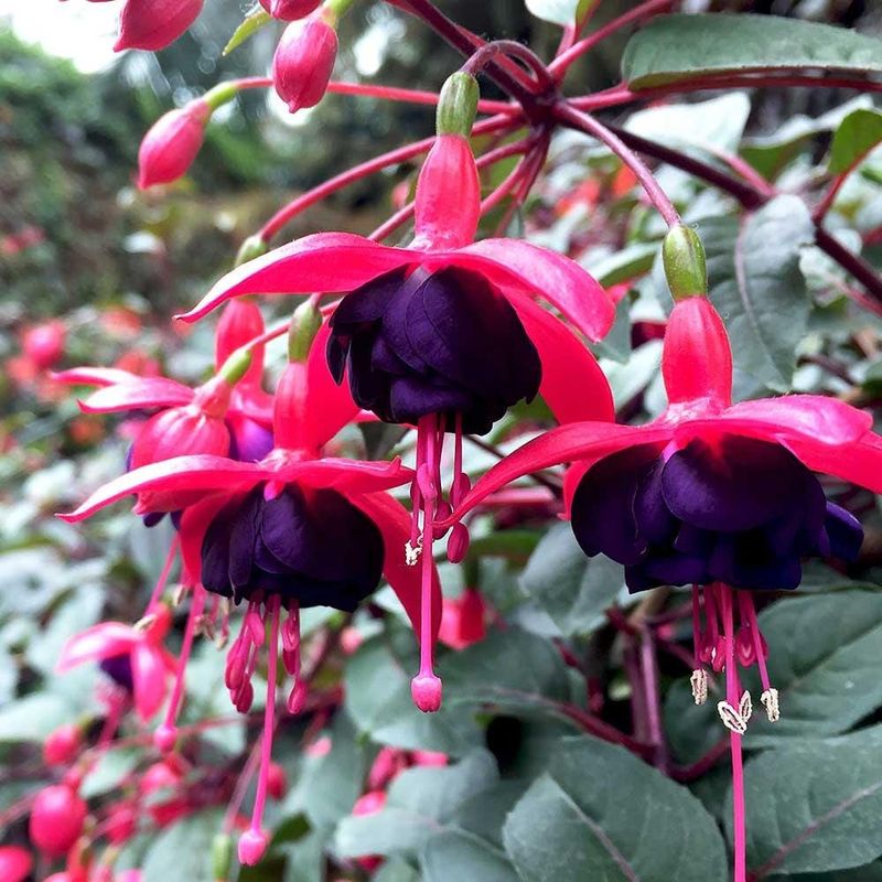 Cherry Bomb Fuchsia
