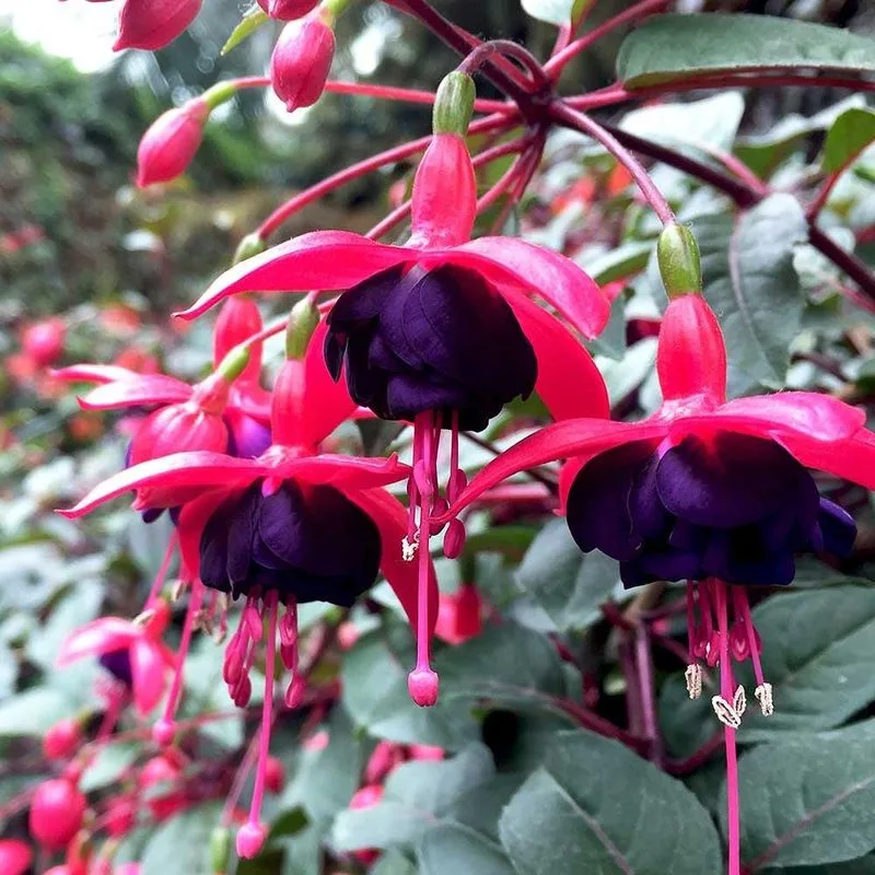 Cherry Bomb Fuchsia