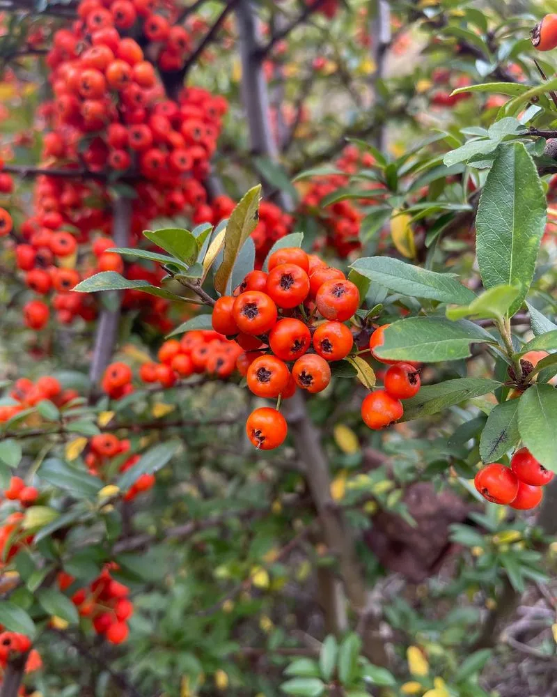 Firethorn (Pyracantha)