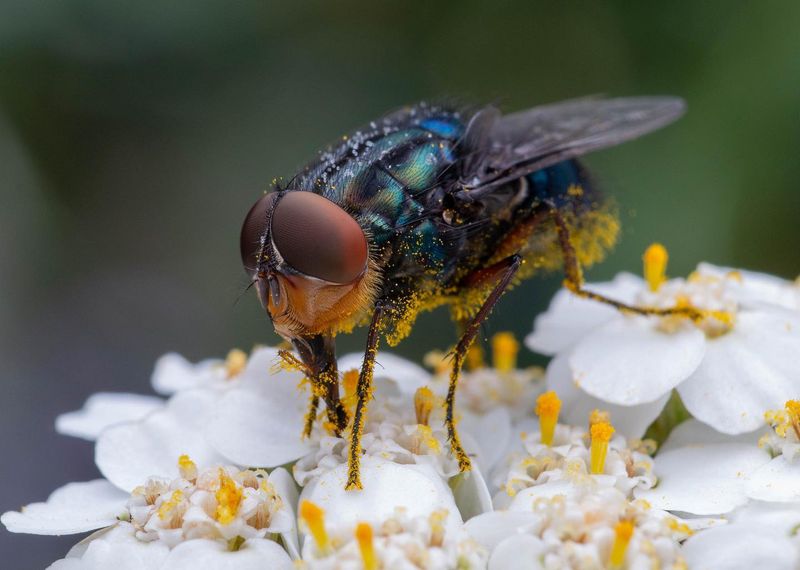 Flies