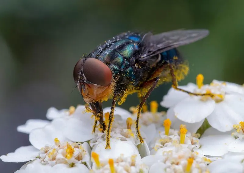 Flies