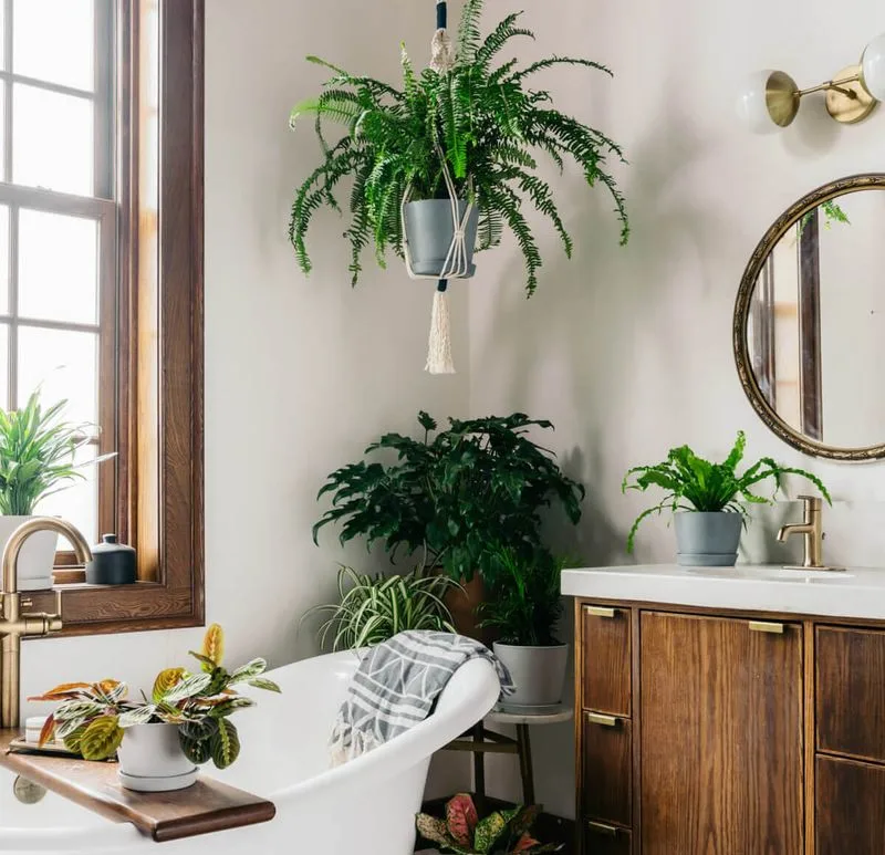 Bathroom Plant Oasis