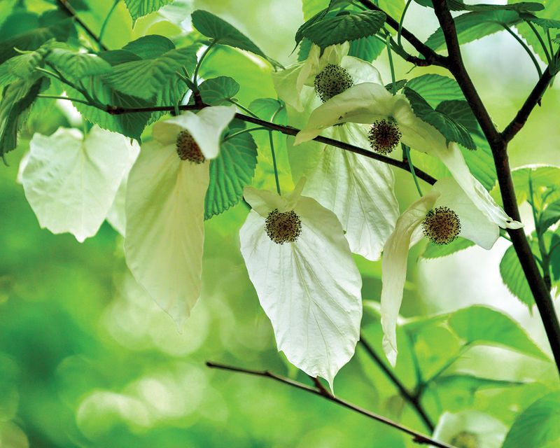 Flowering Canopies