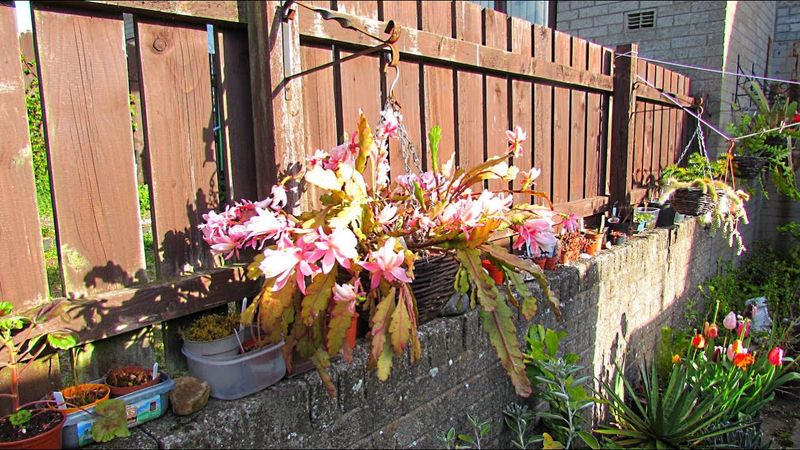 Flowering Stimulation