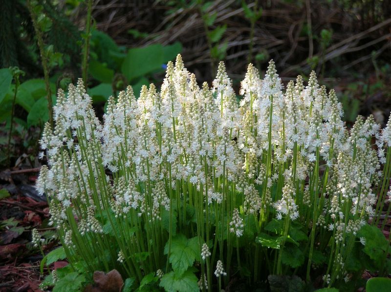 Foamflower