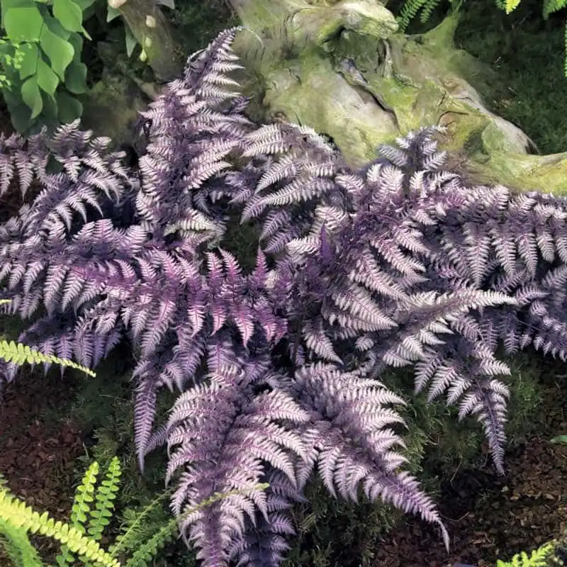 Japanese Painted Fern