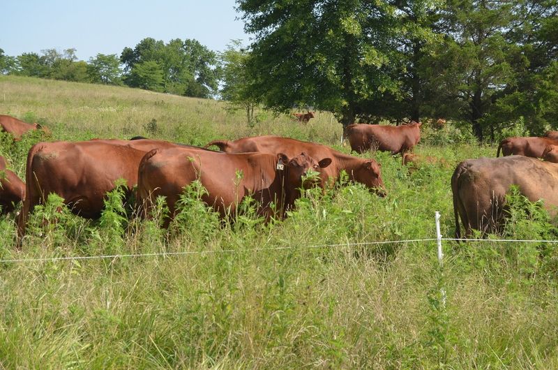 Forage for Livestock