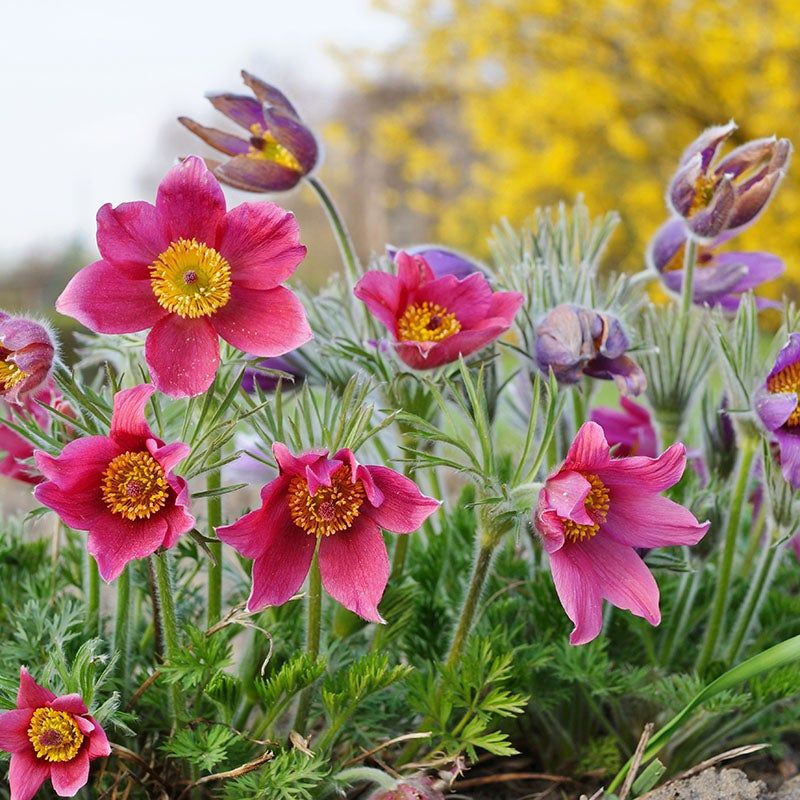 Pasque Flower