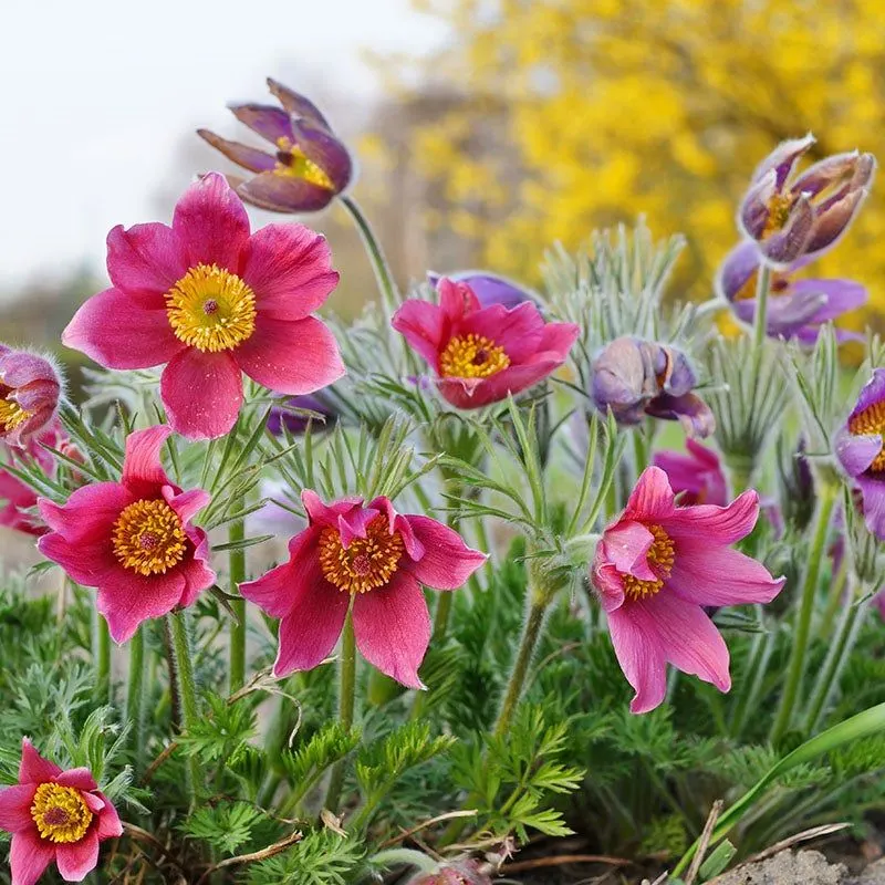 Pasque Flower