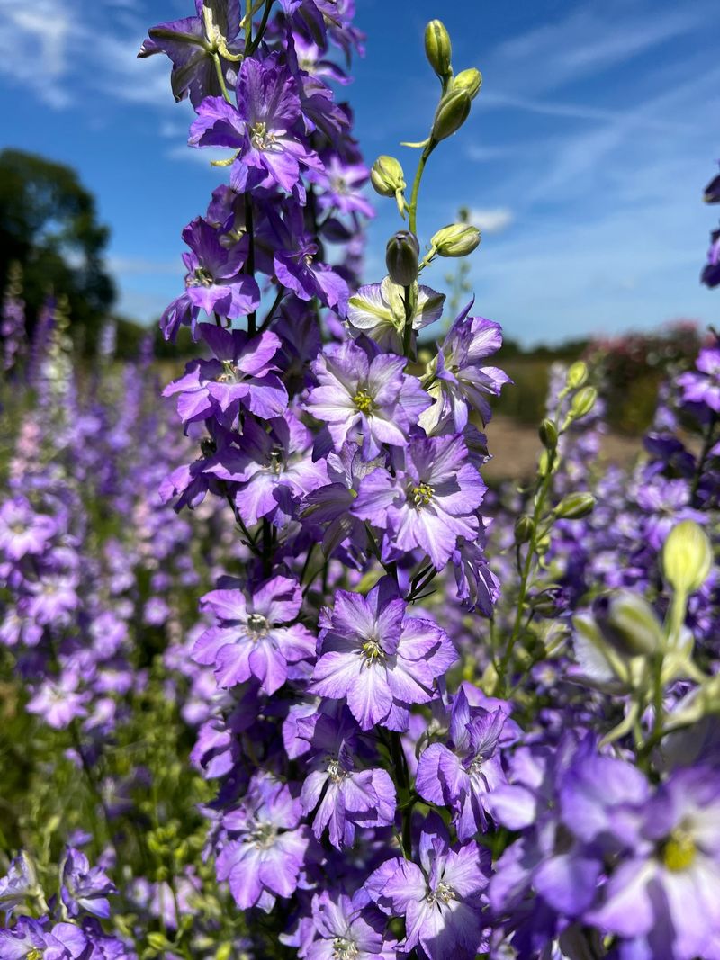 Larkspur