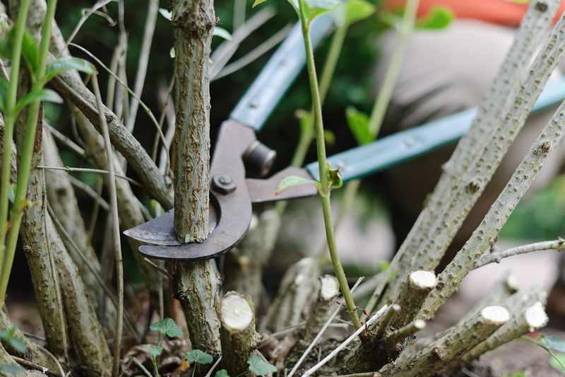 Improper Pruning Techniques