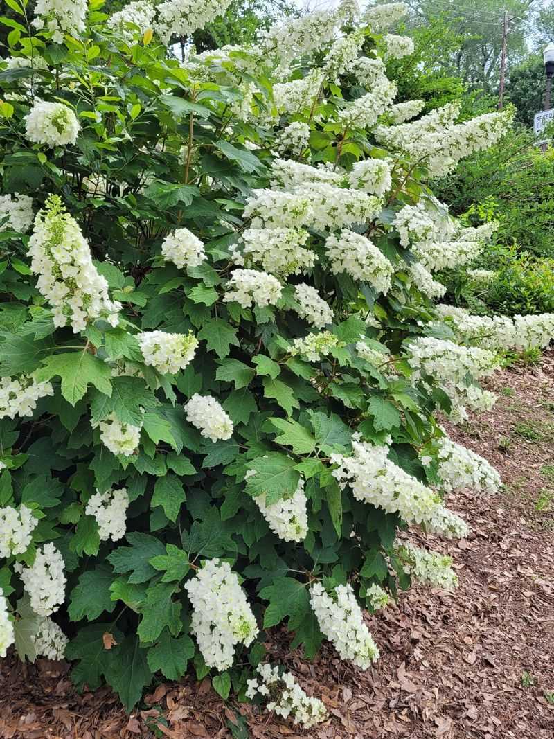 Underappreciated Hydrangea Variety