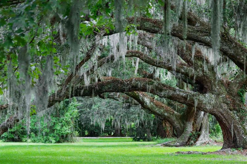 Overly Pruned Trees