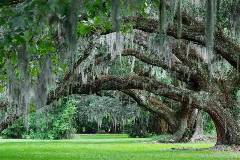Overly Pruned Trees